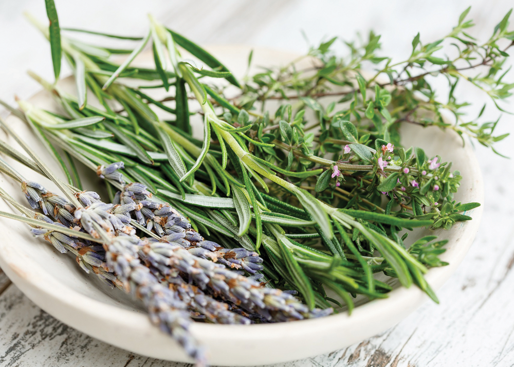You are currently viewing  1 Day Workshops – ‘An Introduction to Herbal Medicine’