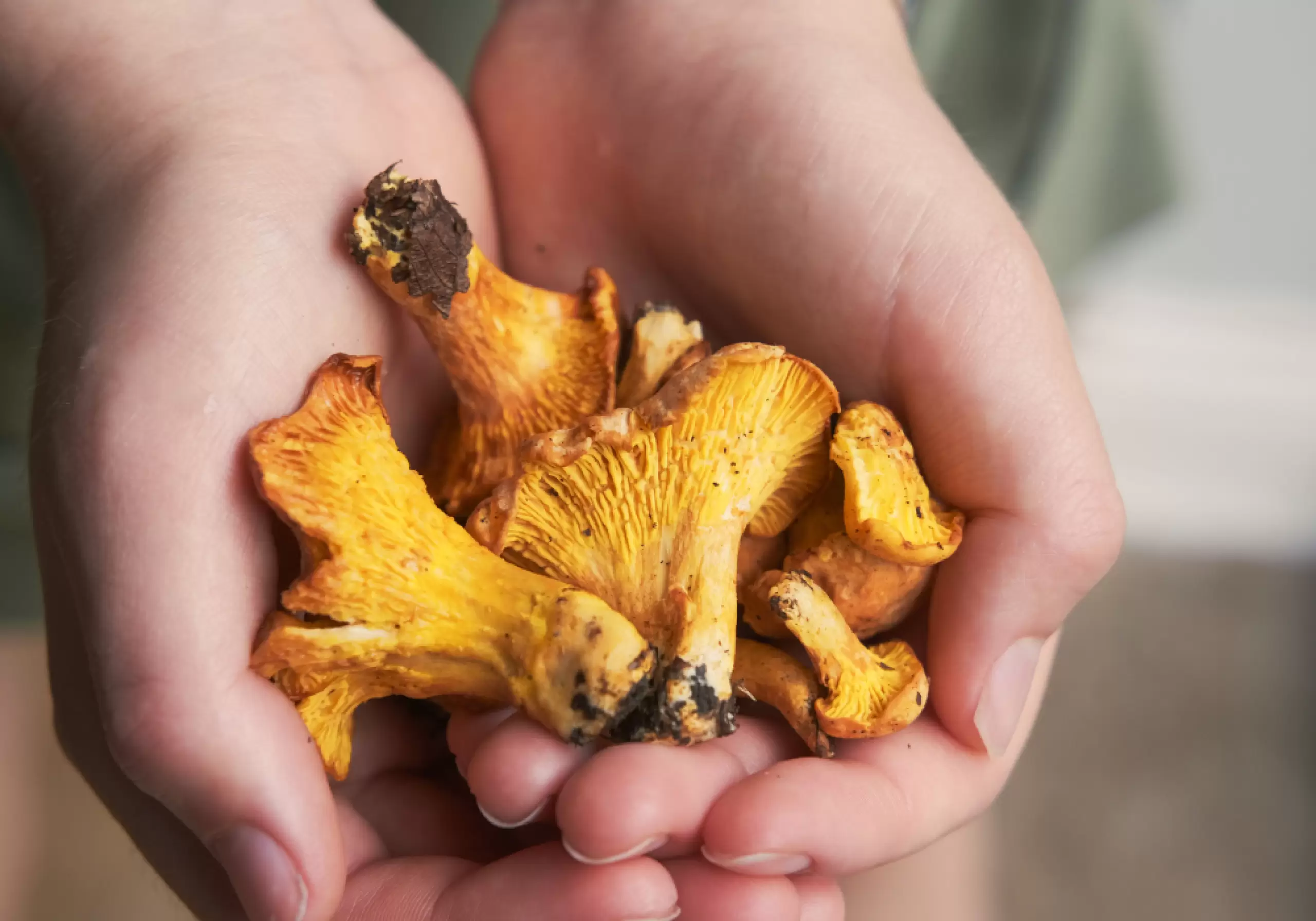 Mushrooms and Roots: Deep Rest